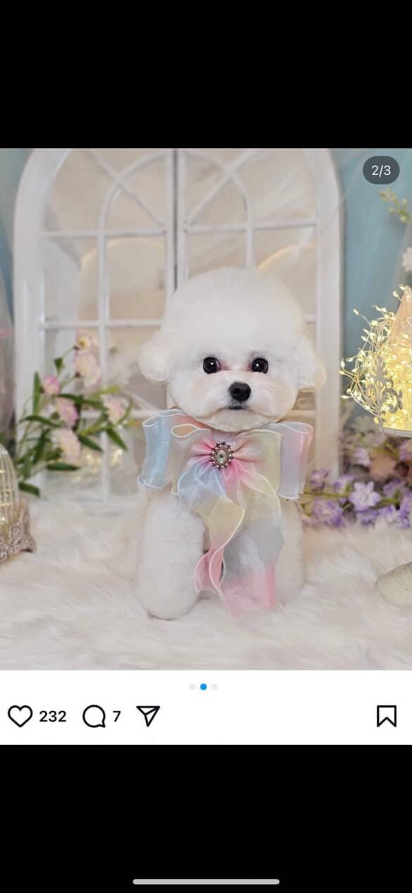 Bow Order Deposit for All Fluffed Up