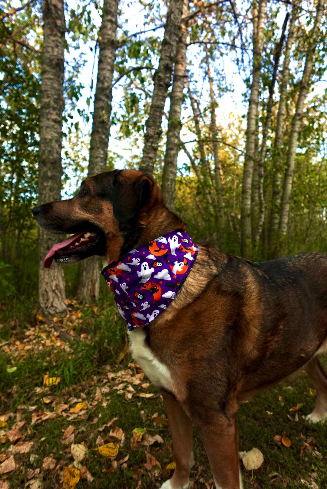 Howl-O-Ween Bandana Pack – 40 Triangle Dog Bandanas (S/M/L)